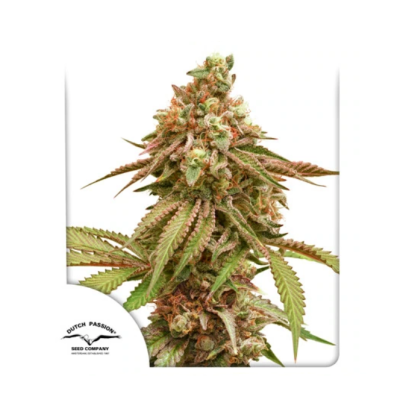 Dutch Passion - Tropical Tangie