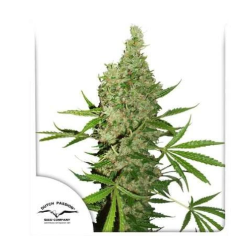 Dutch Passion - White Widow x The Ultimate regular
