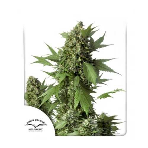 Dutch Passion - Auto Duck