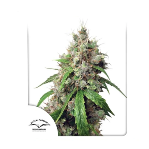 Dutch Passion - Auto Euforia