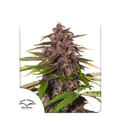 Dutch Passion - Auto Forbidden Cherry