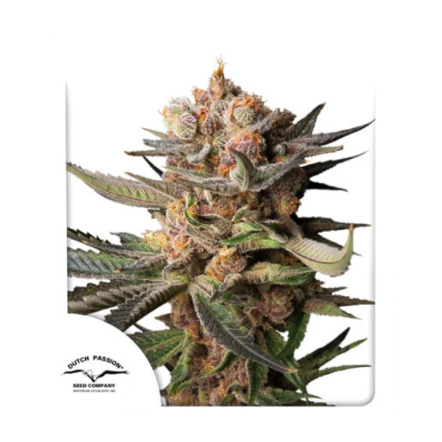 Dutch Passion - Auto Frozen Biscotti