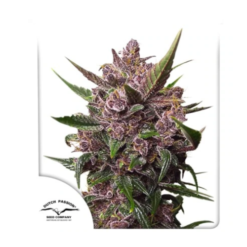 Dutch Passion - Auto BlackBerry Kush