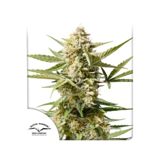 Dutch Passion - Auto Cinderella Jack