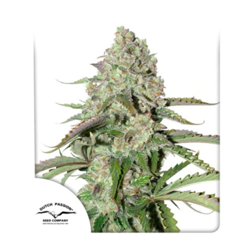 Dutch Passion - Auto Colorado Cookies