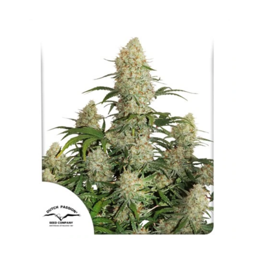 Dutch Passion - Auto Critical Orange Punch