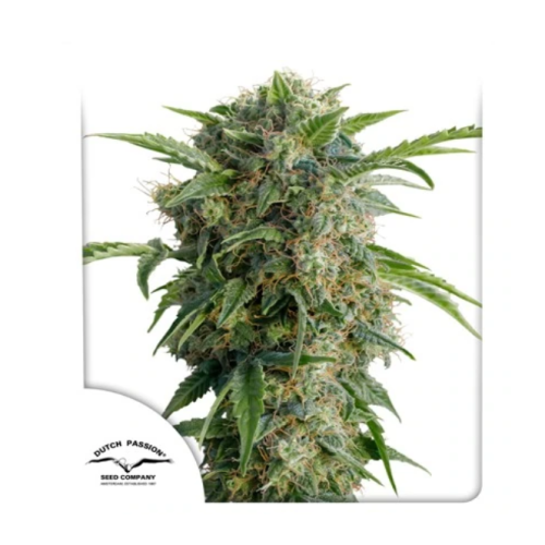 Dutch Passion - Auto Daiquiri Lime