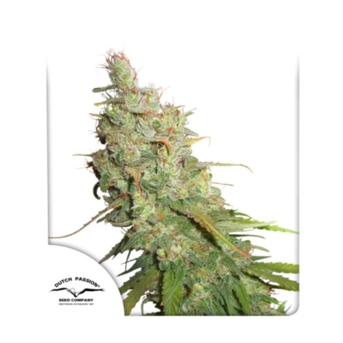 Dutch Passion - Auto Desfran