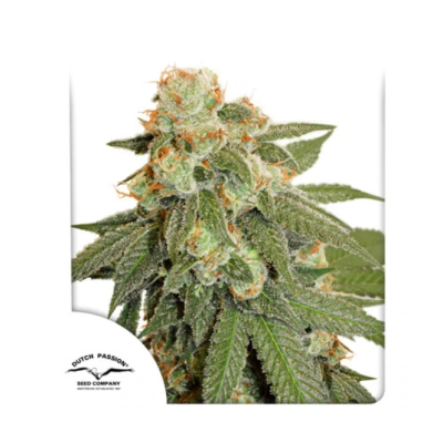 Dutch Passion - Auto Orange Bud