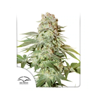 Dutch Passion - Auto Power Plant