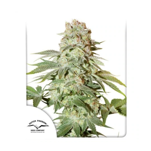 Dutch Passion - Auto Power Plant