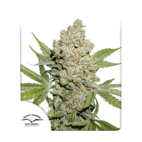 Dutch Passion - Auto Lemon Kix