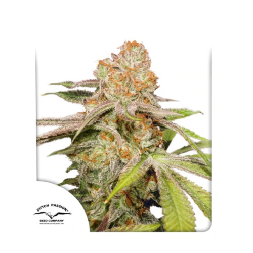 Dutch Passion - Auto MAC #1