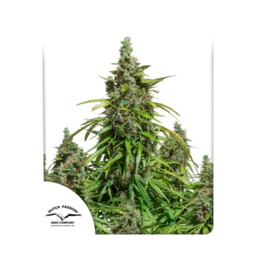 Dutch Passion - Auto Mazar