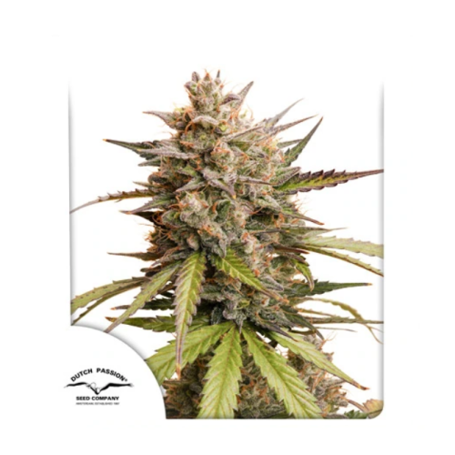 Dutch Passion - Melonade Runtz Auto