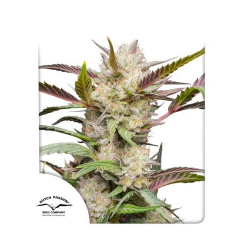 Dutch Passion - Auto Mimosa Punch