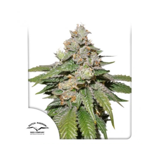 Dutch Passion - Auto Mokum´s Tulip