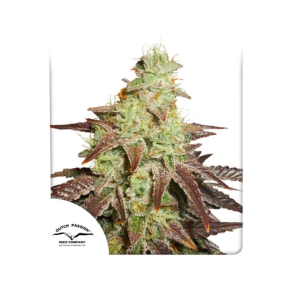 Dutch Passion - Auto Night Queen