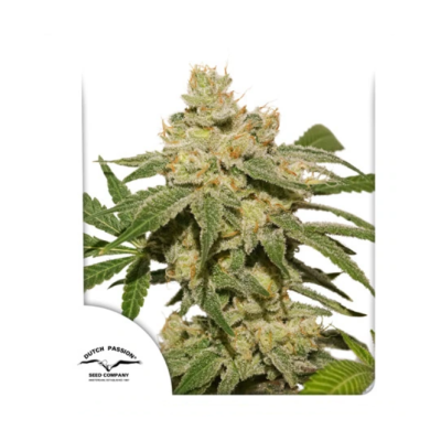 Dutch Passion - Oh My Gusher Auto