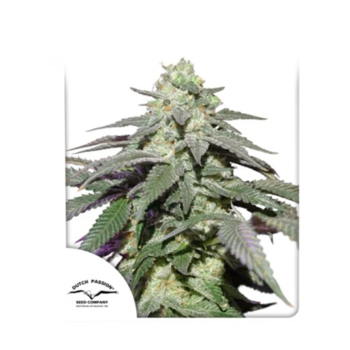 Dutch Passion - Auto Skywalker Haze