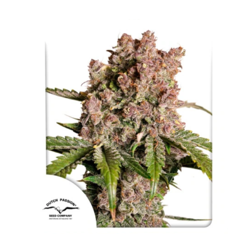 Dutch Passion - Auto Strawberry Soda