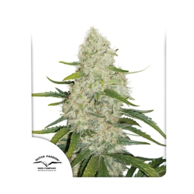 Dutch Passion - Think Big Auto