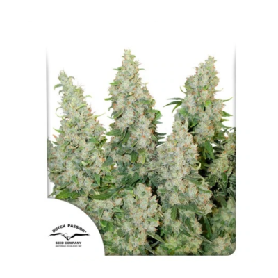 Dutch Passion - Think Different Auto