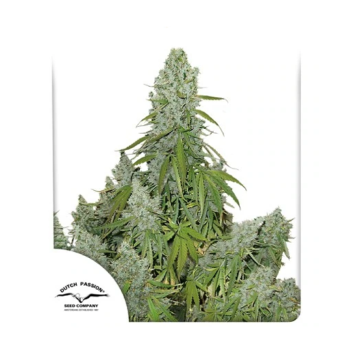 Dutch Passion - Auto Ultimate