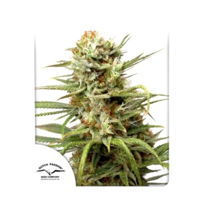 Dutch Passion - Auto White Widow