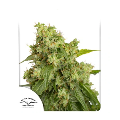 Dutch Passion - Auto Xtreme