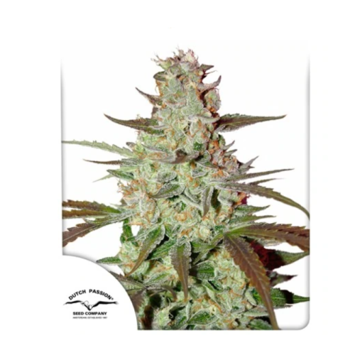 Dutch Passion - Blue Auto Mazar