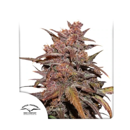 Dutch Passion - CBD Auto Blackberry Kush