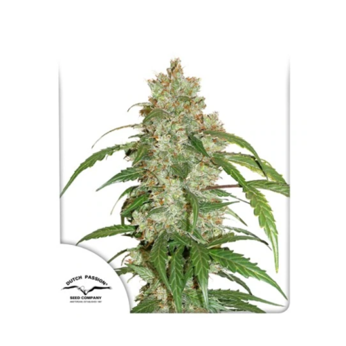 Dutch Passion - CBD Auto White Widow