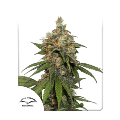 Dutch Passion - Hifi 4G