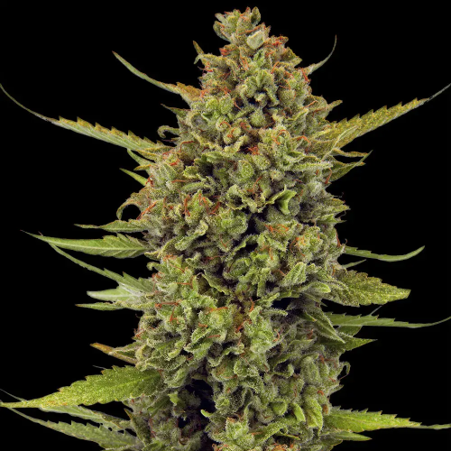 Barney´s Farm - Acapulco Gold