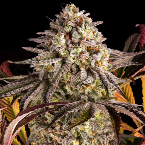 Barney´s Farm - Blue Sunset Sherbert