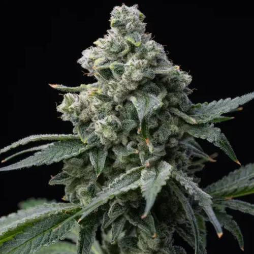 Barney´s Farm - Bruce Banner