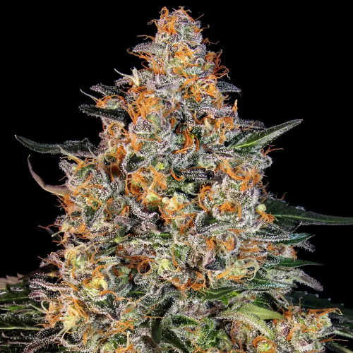 Barney´s Farm - Bubba Kush