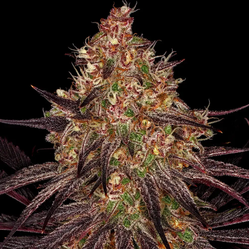 Barney´s Farm - Ayahuasca Purple
