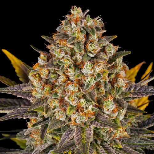 Barney´s Farm - Banana Punch