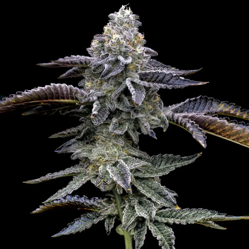 Barney´s Farm - Blue Dream