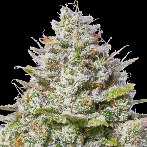 Barney´s Farm - Blue Gelato 41