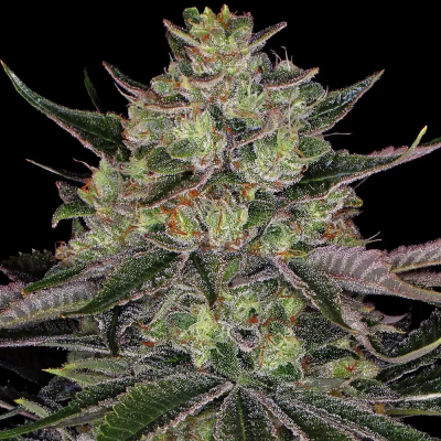 Barney´s Farm - Gorilla Zkittlez
