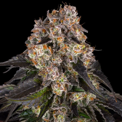 Barney´s Farm - Girl Scout Cookies