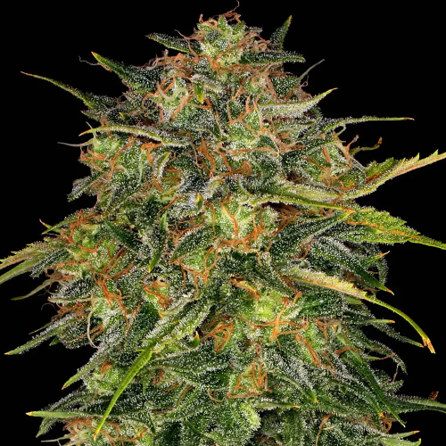 Barney´s Farm - Cheese