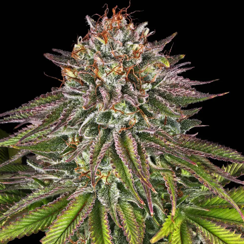 Barney´s Farm - Critical Kush