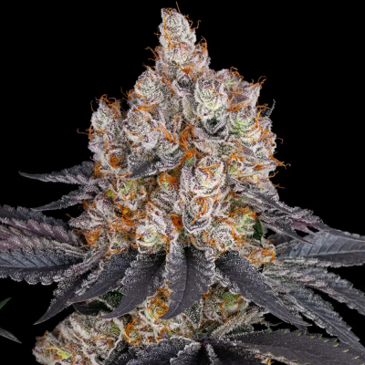 Barney´s Farm - Gelato