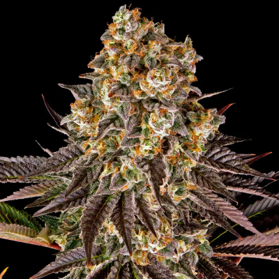 Barney´s Farm - Gelato #45