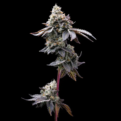 Barney´s Farm - GMO Cookies