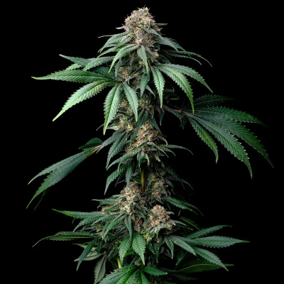Barney´s Farm - Mendo Breath